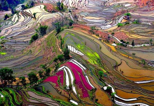 27.) Sawah (Cina)