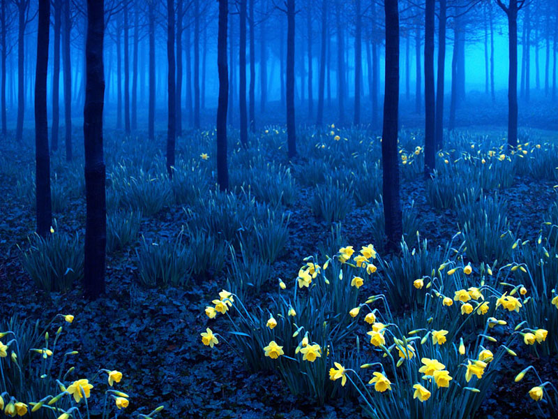 Black Forest-Jerman