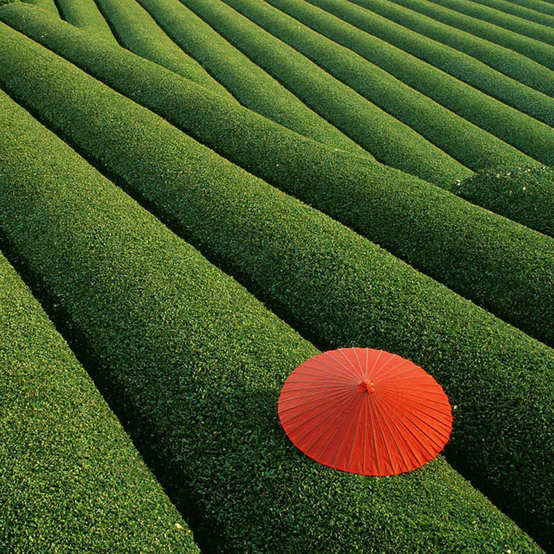 Kebun teh-Cina