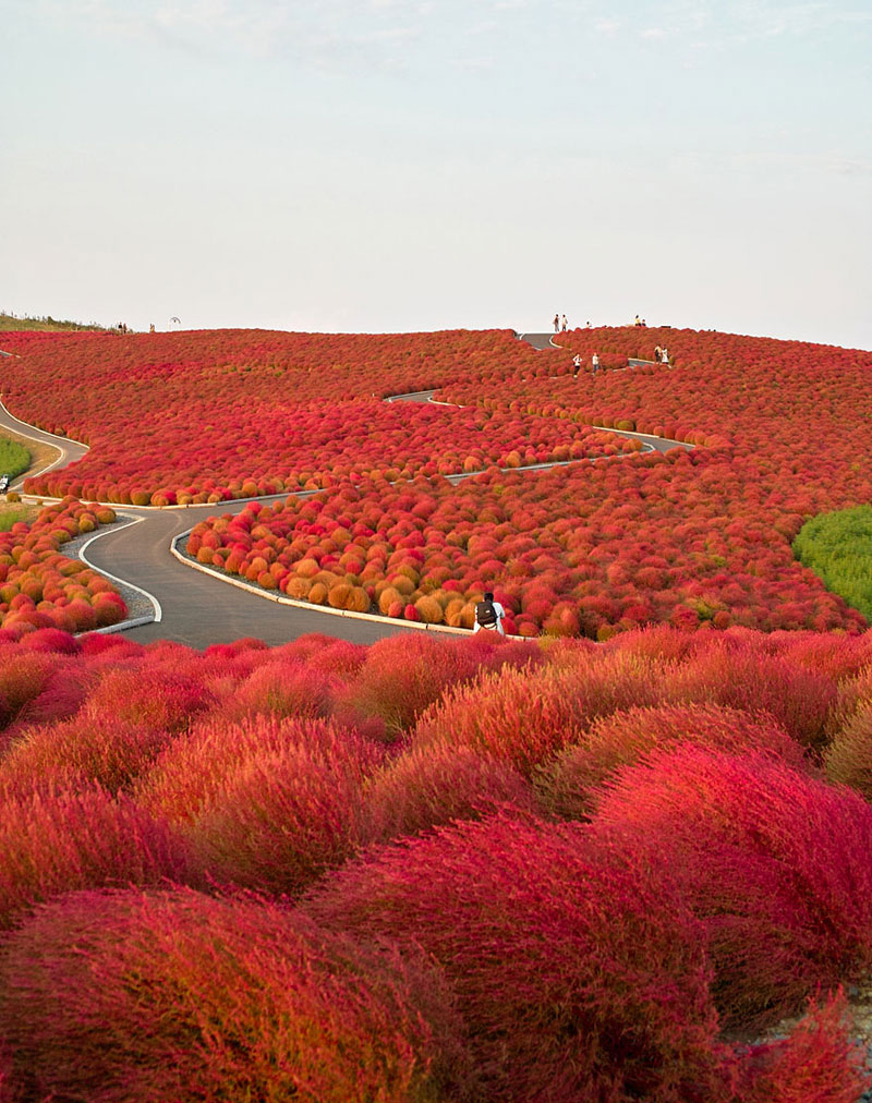 Hitachi Seaside Park-Jepang