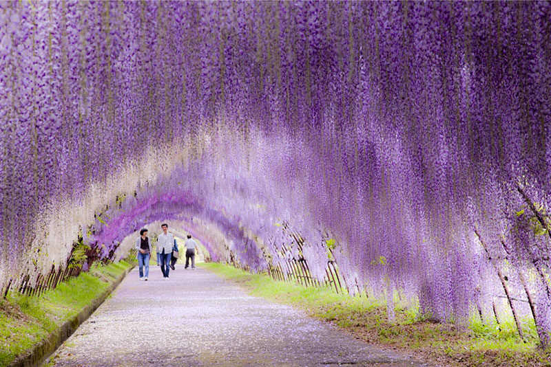 Terowongan Wisteria-Jepang