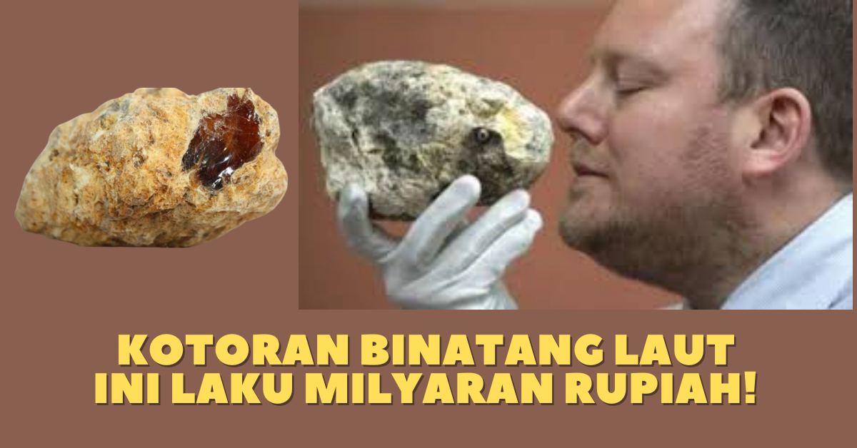 Kotoran Binatang Laut ini Laku Milyaran Rupiah!